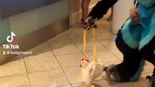 When You Gotta Walk Your Chicken 🍻🐔😂