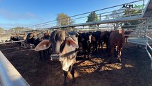 Charters Towers store sale - June 19, 2026