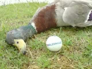 Duck Killa (teaser)
