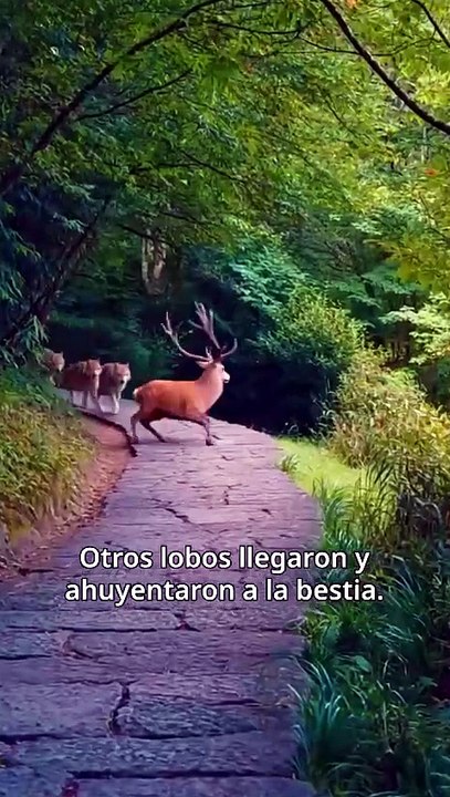 Se Casó con Otro Alfa❄️🔥 Completo