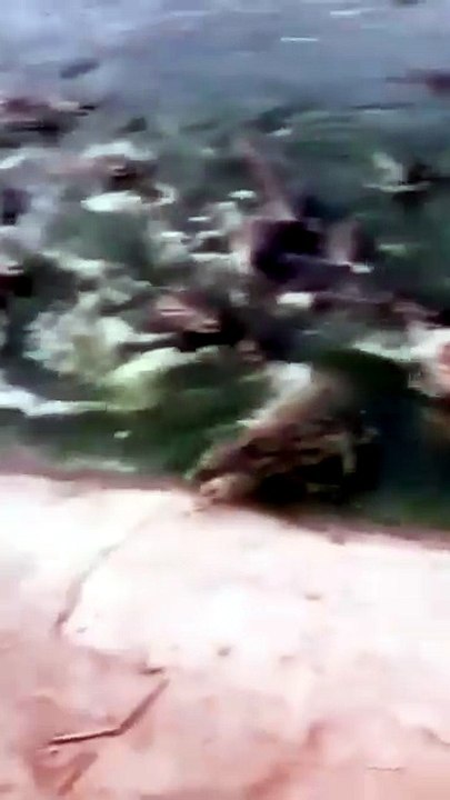 Chicken jumping over alligators
