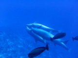 Rangiroa - rencontre avec les dauphins (1)