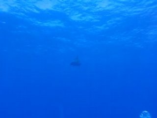 Rangiroa - rencontre avec les dauphins (2)