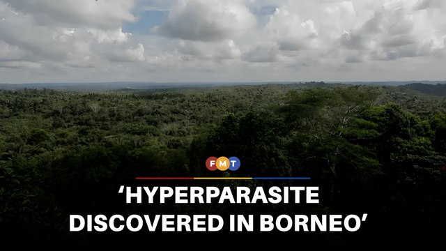 Scientists discover ‘hyperparasite’ in Borneo jungle