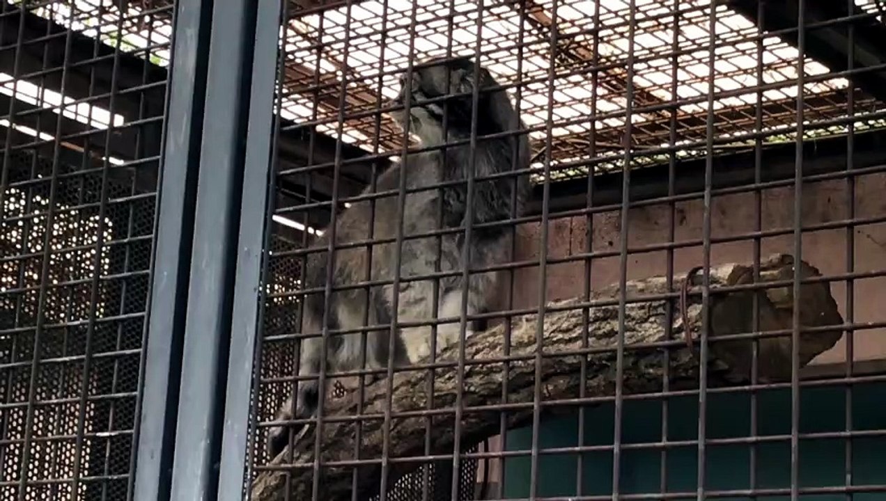 Iris the Manul Flickers His Tail