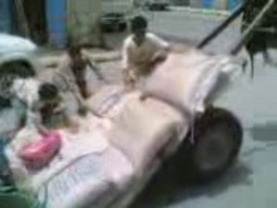 Regis pilote d ane au bled.