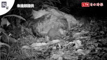獨家》花蓮馬太鞍食蟹獴媽媽攜3寶覓食 秀「跨下反手拋」敲螺技
