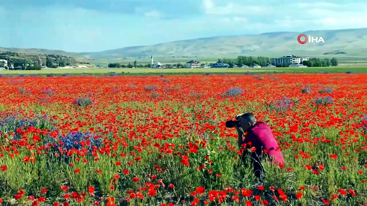 Gülistan Ovası kırmızı örtüyle kaplandı, Süphan Dağı manzarasıyla mest etti