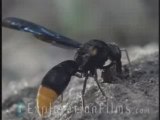 Hidden World of Africa: Wasps Nest