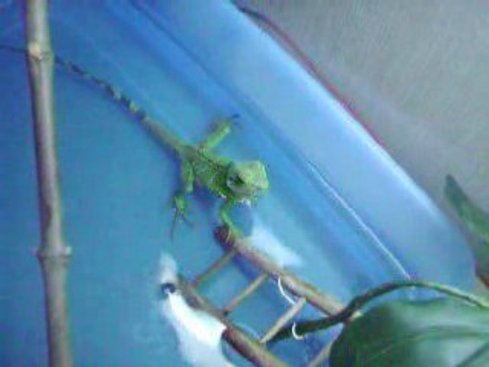 Dragon d eau se beigne
