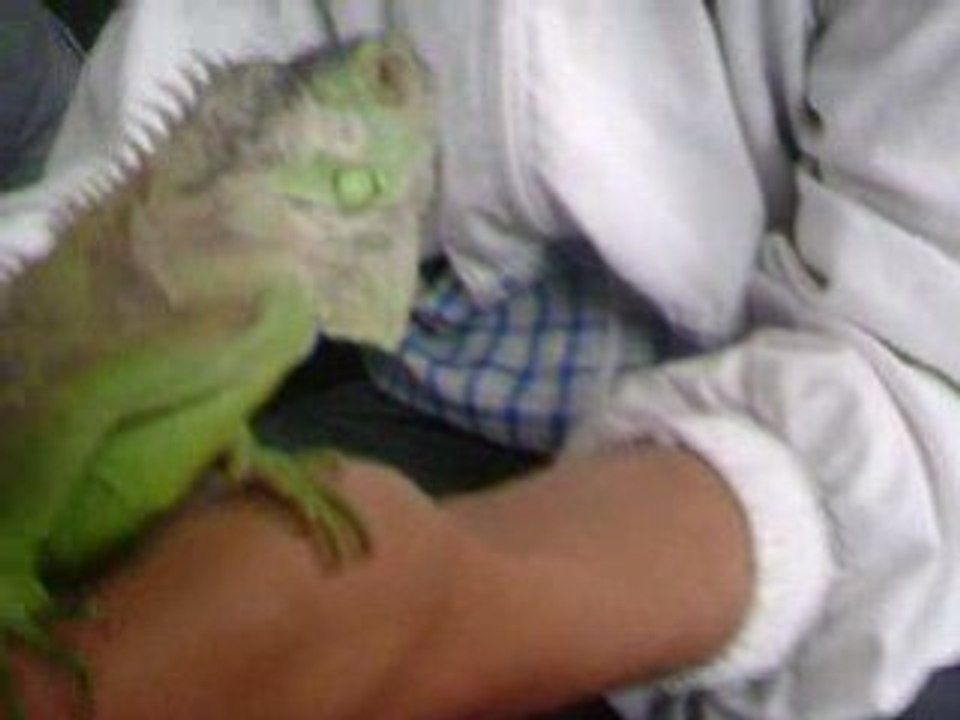 Iguana 1