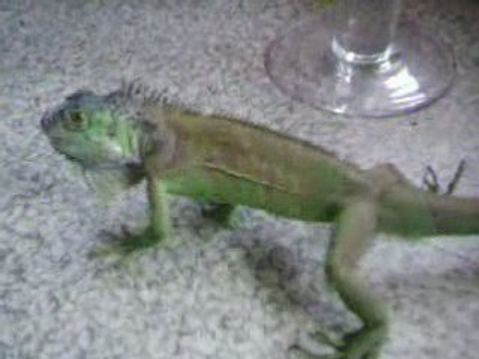 Iguana attaque