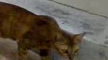 Hungry cat1