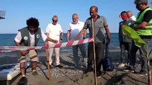 Turizm başkentimizde Caretta Caretta bayramı! Onlarca yuva yüzlerce can korumaya altında
