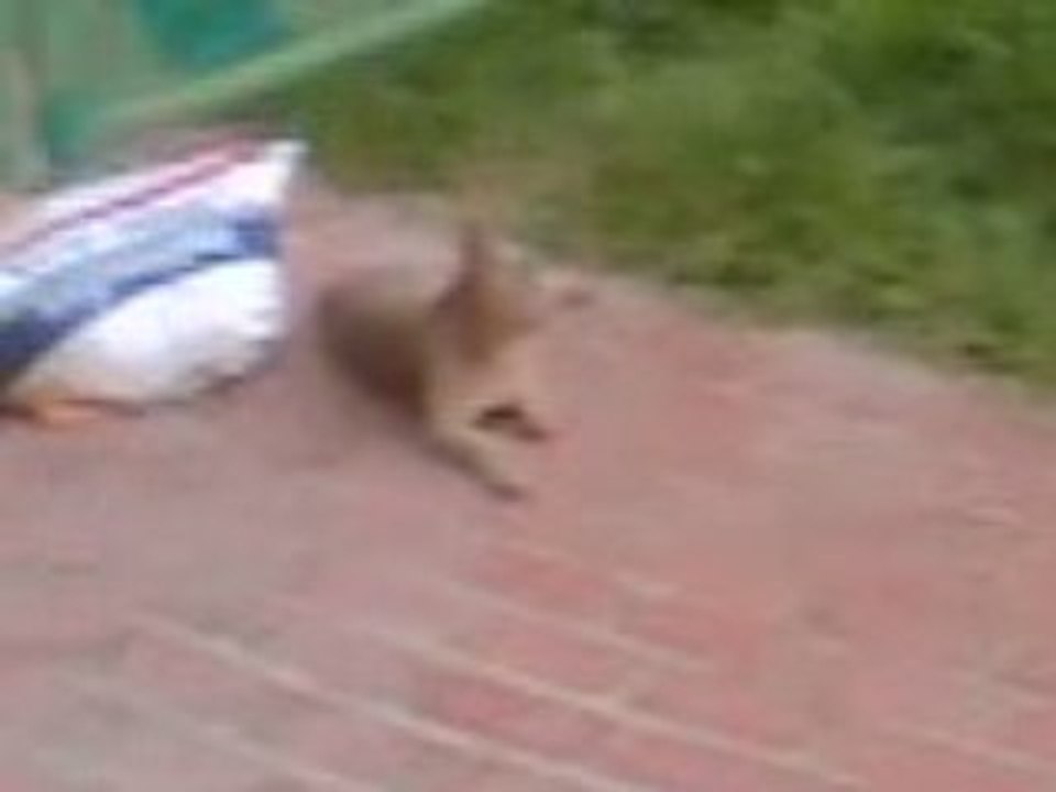 morning Cat2