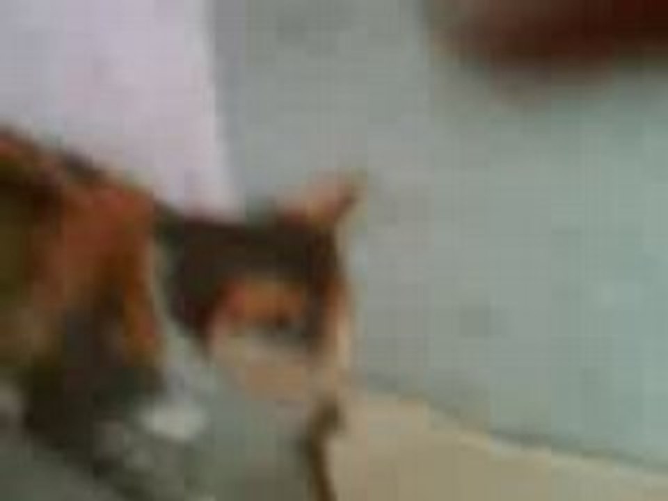 Hungry cat 2.1