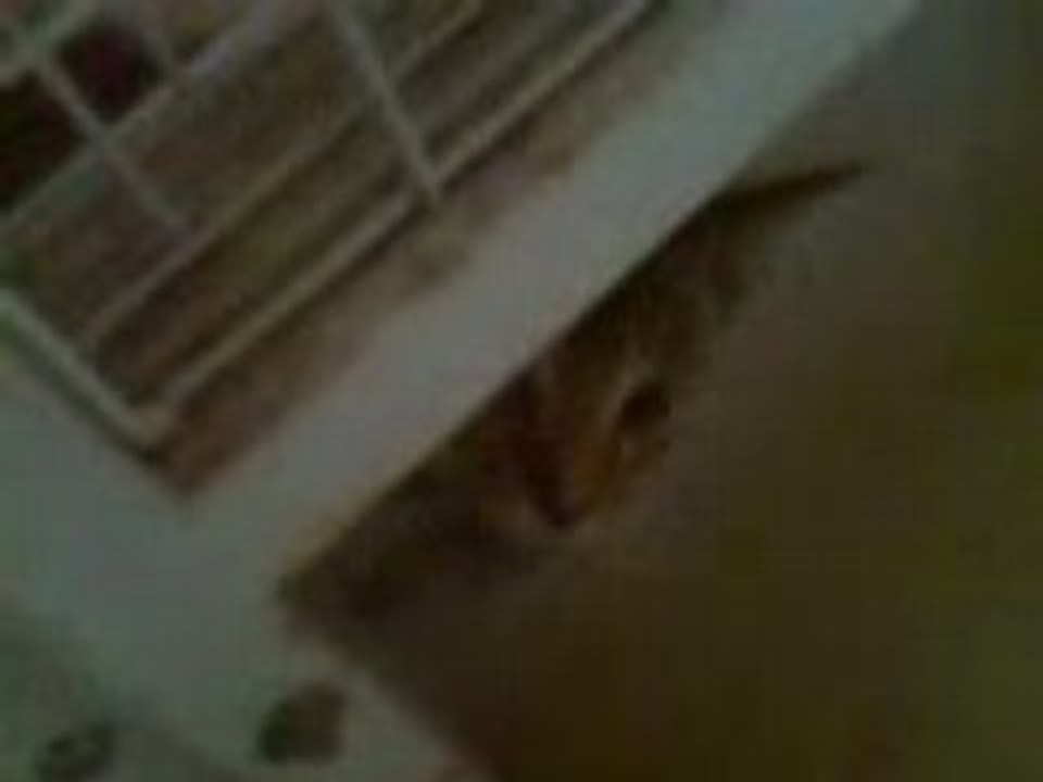 Shy cats2