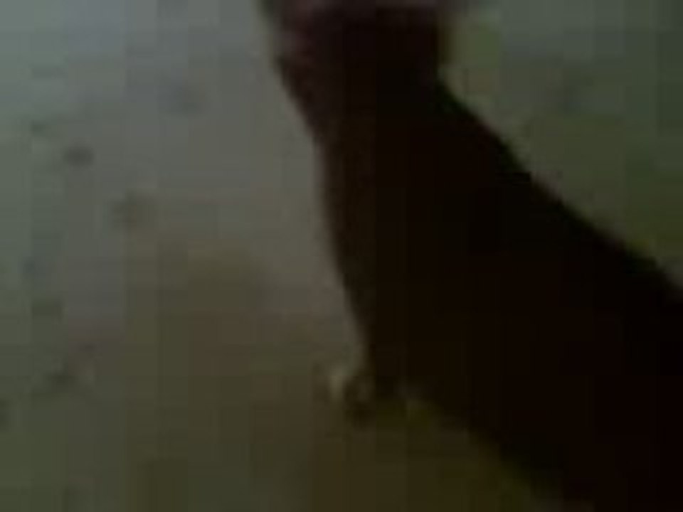 Morning cat 3