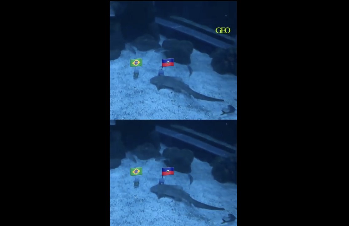 Un requin de Rio prédit une victoire du Brésil contre Haïti en Coupe du monde