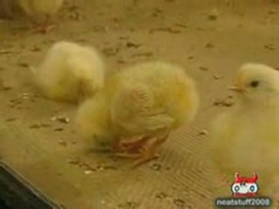 Petit poussin en train de tomber de sommeil