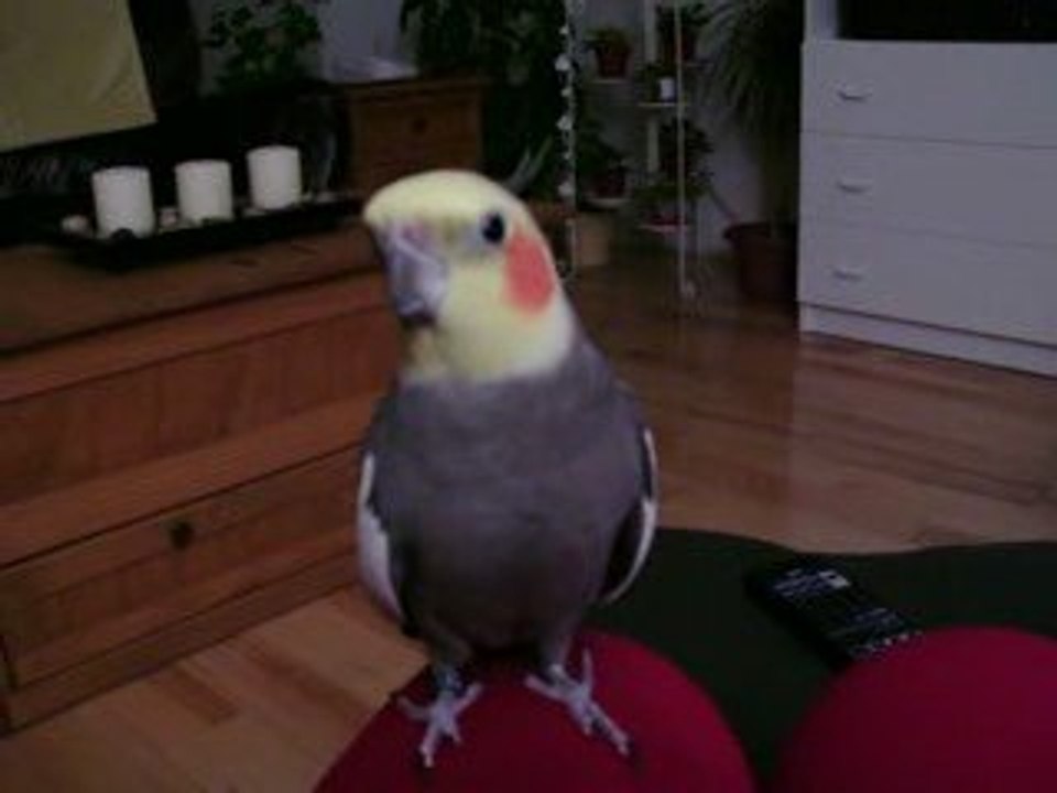 Coco Chante Avec Moi