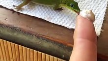 Dystopian nightmare, oatmeal with gecko