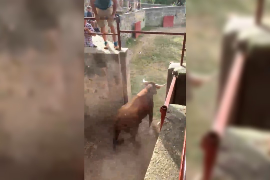Dos nuevos toros completan la manada para el Jueves La Saca de las fiestas de San Juan