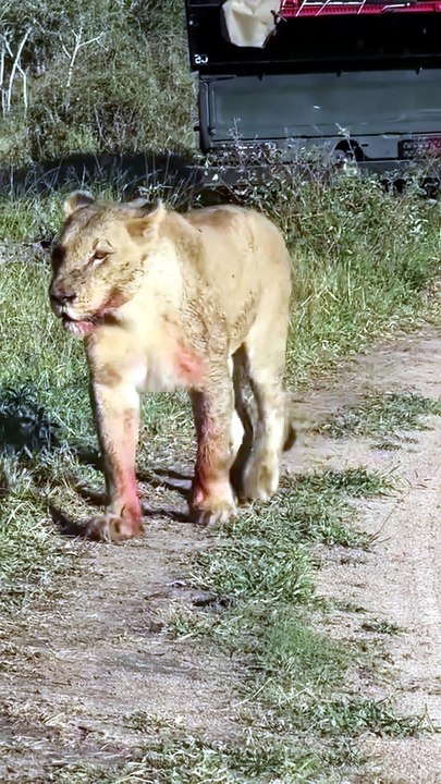 Unbelievable Close Encounter: Curious Young Lion Cub Climbs onto Safari Truck in Savanna Drive