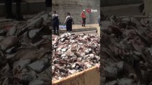 Tır Dorsesi Patladı, 15 Ton Balık Atığı Karayoluna Saçıldı!