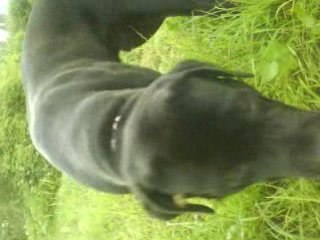 Cassius et nieve en mode "Vache"