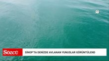 Sinop'ta denizde avlanan yunuslar dronla görüntülendi