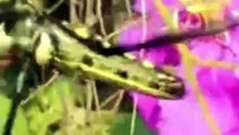 Video Random and Creative