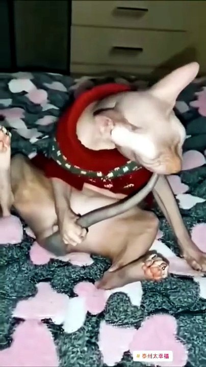 Un chat vraiment affamé