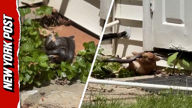 Fearless Mother Rabbit Battles Snake Wrapped Around Her Baby