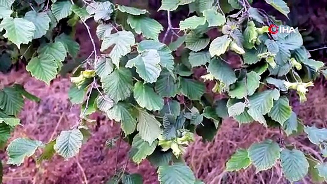 Fındık üreticisine bir müjde bir de uyarı geldi! Rekolte umudu yüksek, kokarca riski ise sürüyor