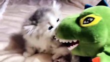 #funny_pets_animals_funny