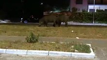 Due grossi cinghiali a spasso sul lungomare di Gioia Tauro: paura vicino all'area giochi