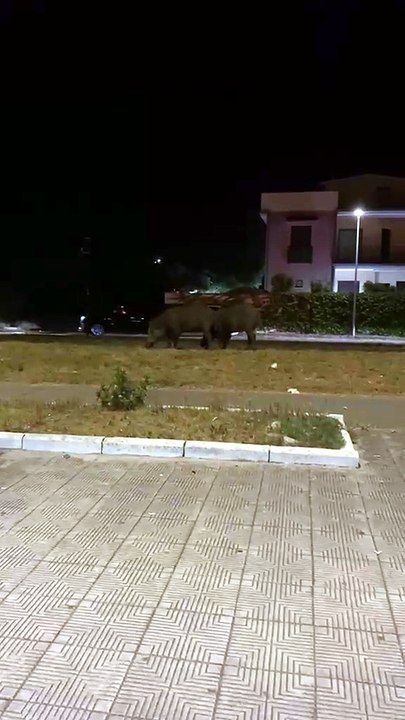Due grossi cinghiali a spasso sul lungomare di Gioia Tauro: paura vicino all'area giochi