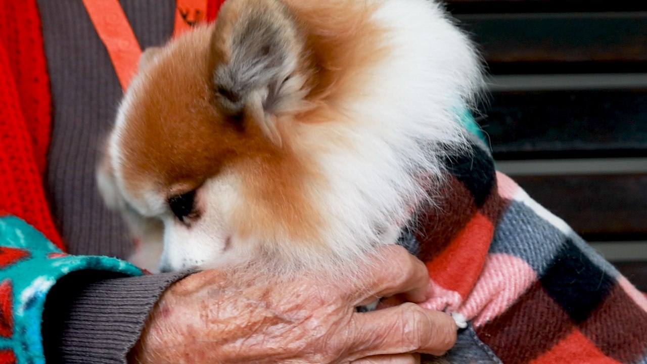 Como funciona a pet terapia