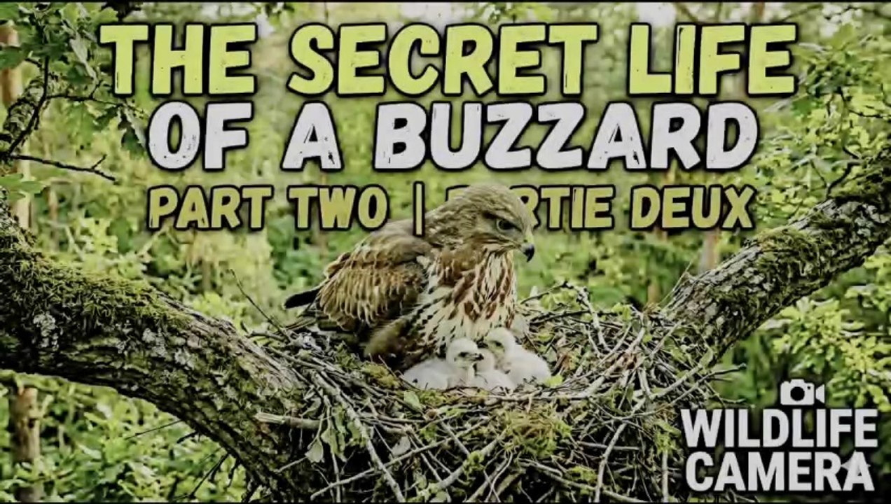 THE SECRET LIFE OF A BUZZARD PART TWO