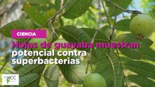Hojas de guayaba muestran potencial contra superbacterias