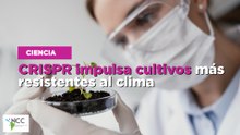 CRISPR impulsa cultivos más resistentes al clima