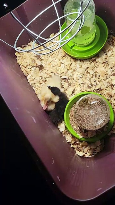 DVD gradually succumbing to a comforting nap with MTM. | #SparklegleamFarm #MaryTylerMolt #DickVanDuck #MTM #DVD #homestead #duck #farmanimals #soft #cute