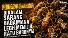 Perang Rahasia di Dalam Sarang: Bagaimana Lebah Memilih Ratunya?