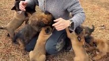 🤣🤣🤣🤣🤣funny German Shepherd funny cute dogs💕💕💕💕💕folow me daily motion plz