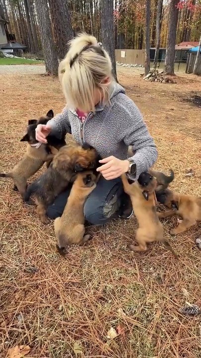🤣🤣🤣🤣🤣funny German Shepherd funny cute dogs💕💕💕💕💕folow me daily motion plz