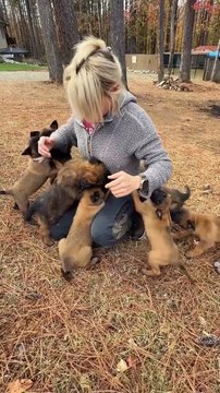 🤣🤣🤣🤣🤣funny German Shepherd funny cute dogs💕💕💕💕💕folow me daily motion plz