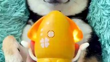 littlemanyu_1756891802_7545792747177856270