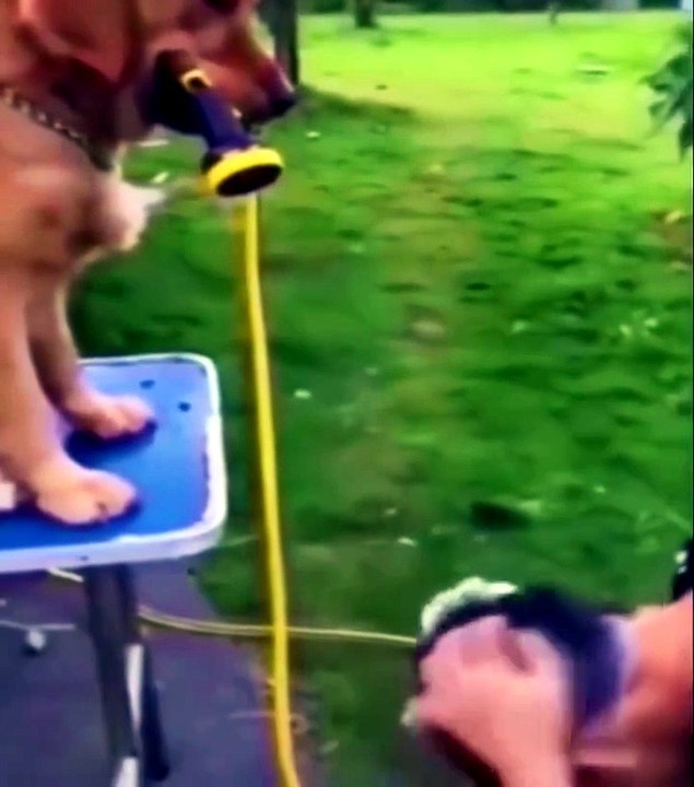 Funny dog