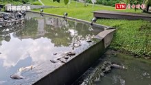 好臭！端午連假第2天 鹿港溪水舞區驚見魚群暴斃